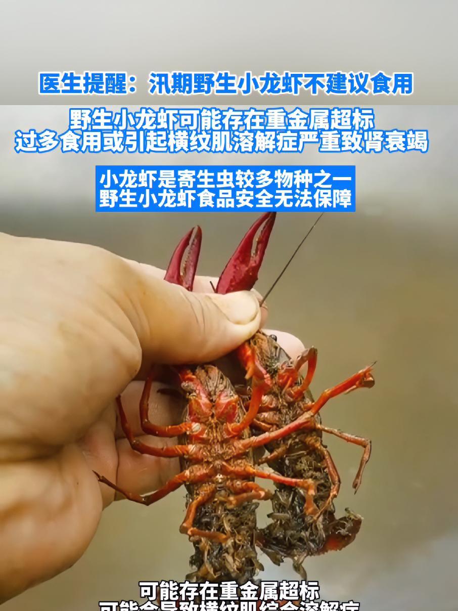 进入汛期,野钓小龙虾流行起来,专家提醒野生小龙虾可能存在重金属超标寄生虫等问题,不建议食用