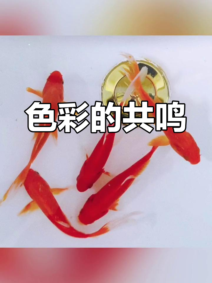 你最爱的颜色是什么?红色西红柿与金鱼有共鸣吗?