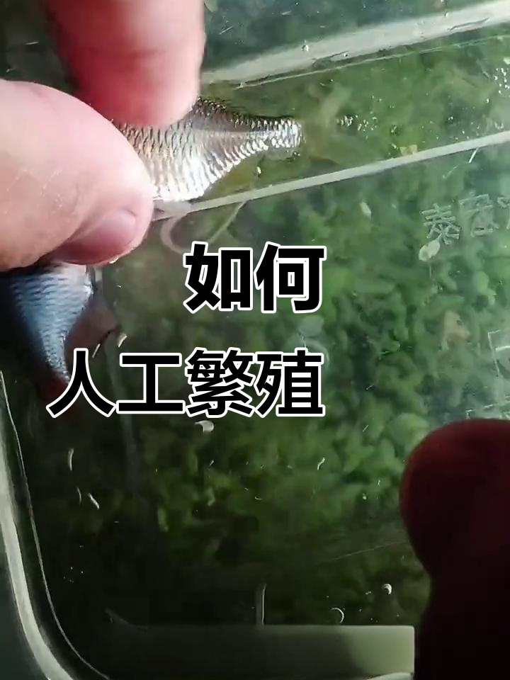 人工繁殖鳑鲏全流程，轻松学会操作技巧