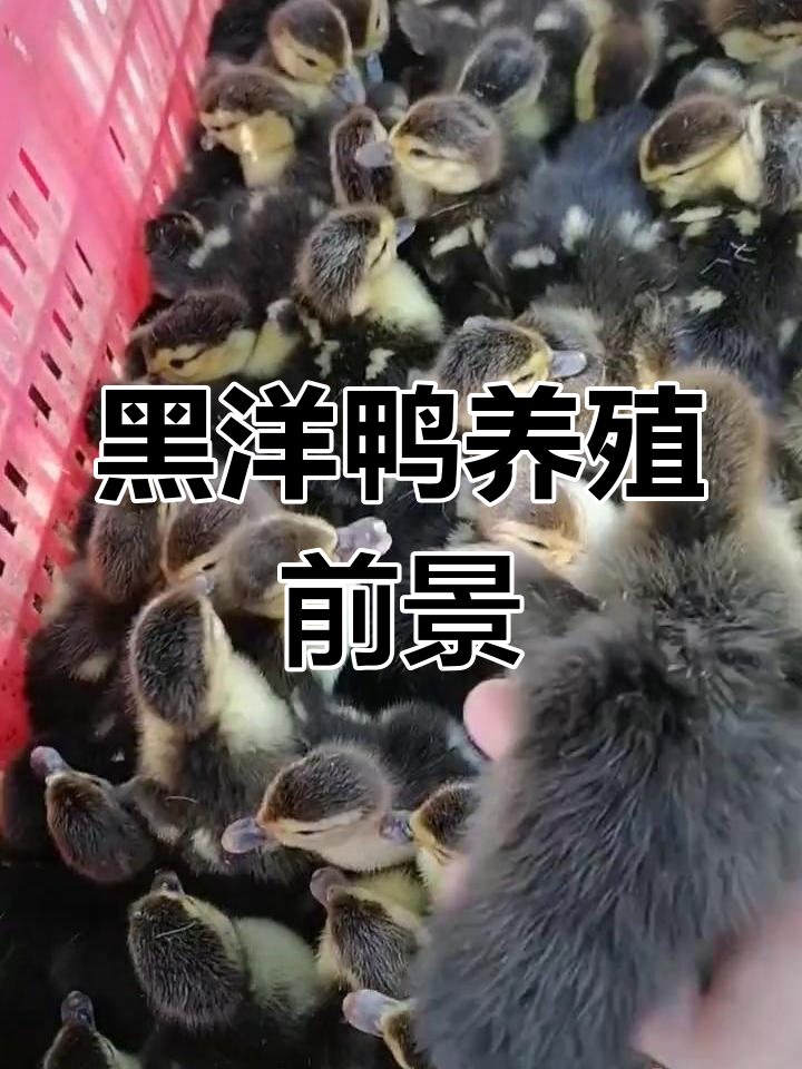 农村养殖新选择:黑番鸭与西洋鸭苗