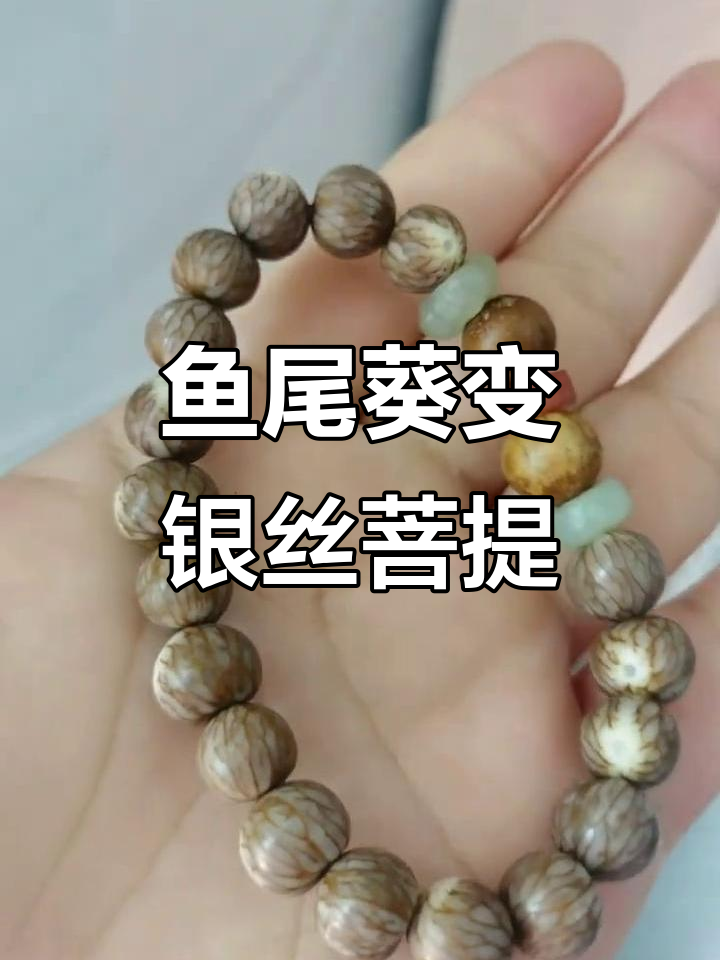 鱼尾葵磨成银丝菩提,看你怎么想