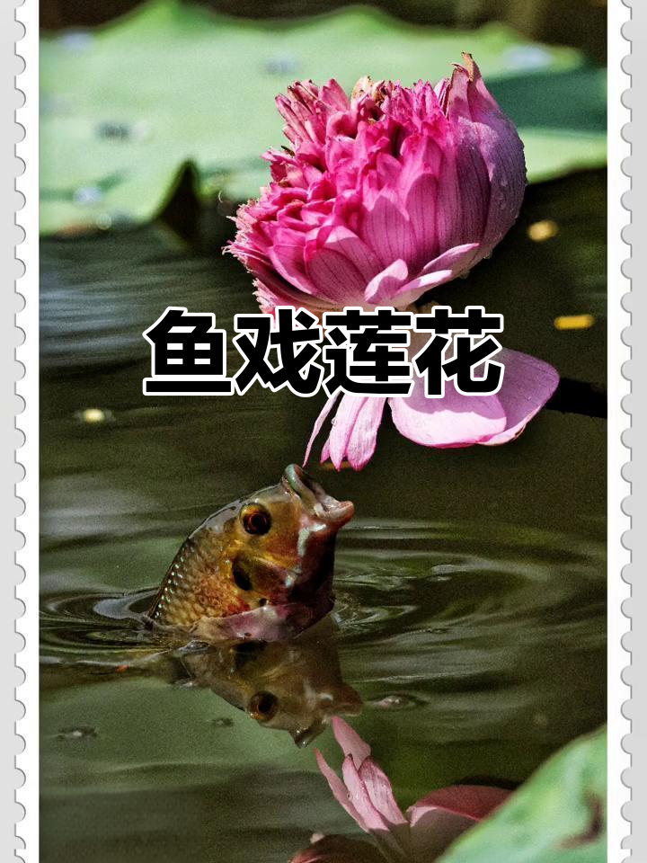 鱼吃荷花,竟然这么有趣!