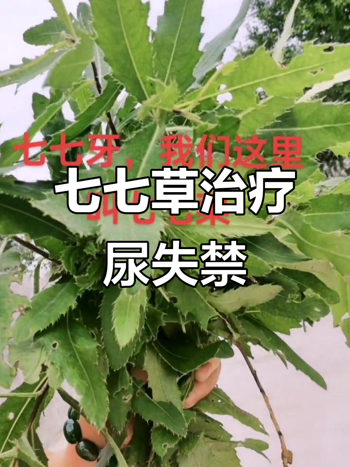 七七菜煮水治尿裤子，简单又实用的小妙招
