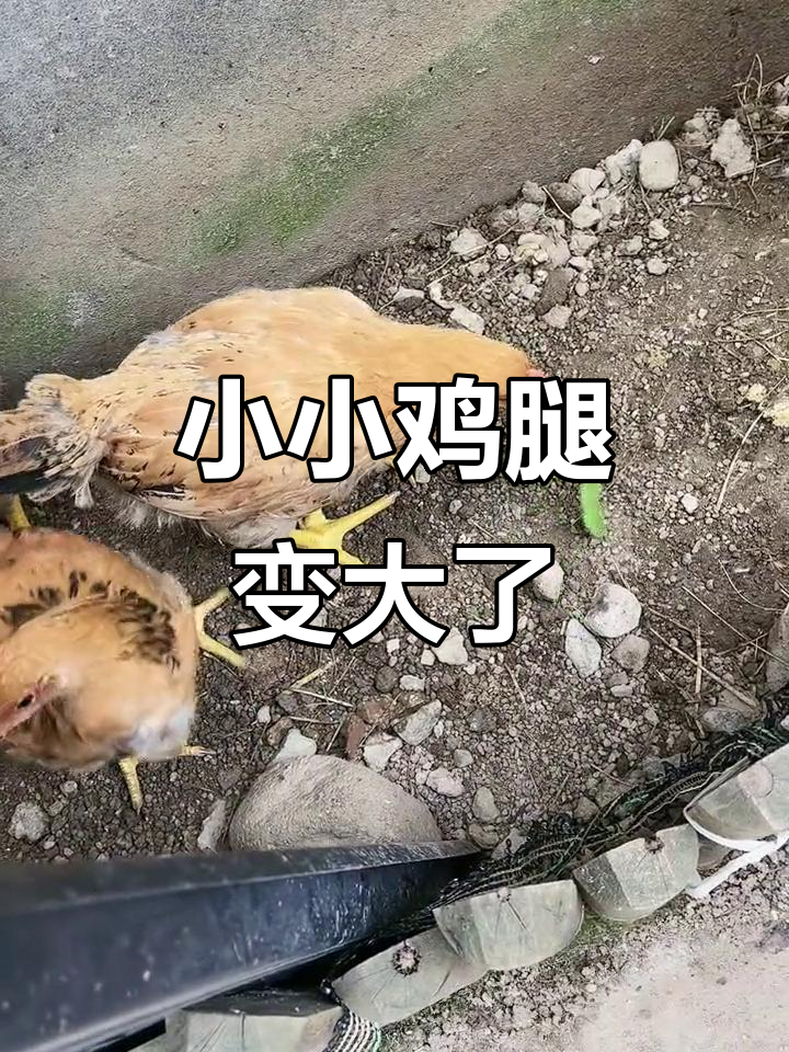 小鸡长成大公鸡,虫子也敢吃!