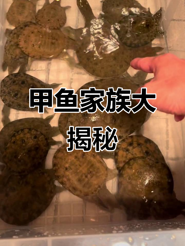 甲鱼大集合！各种花纹、大小都有，连驼背的也有