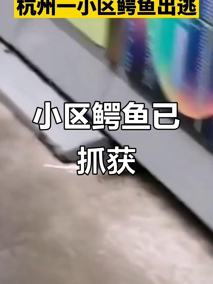 8月13日杭州小区鳄鱼出逃,疑私养被控
