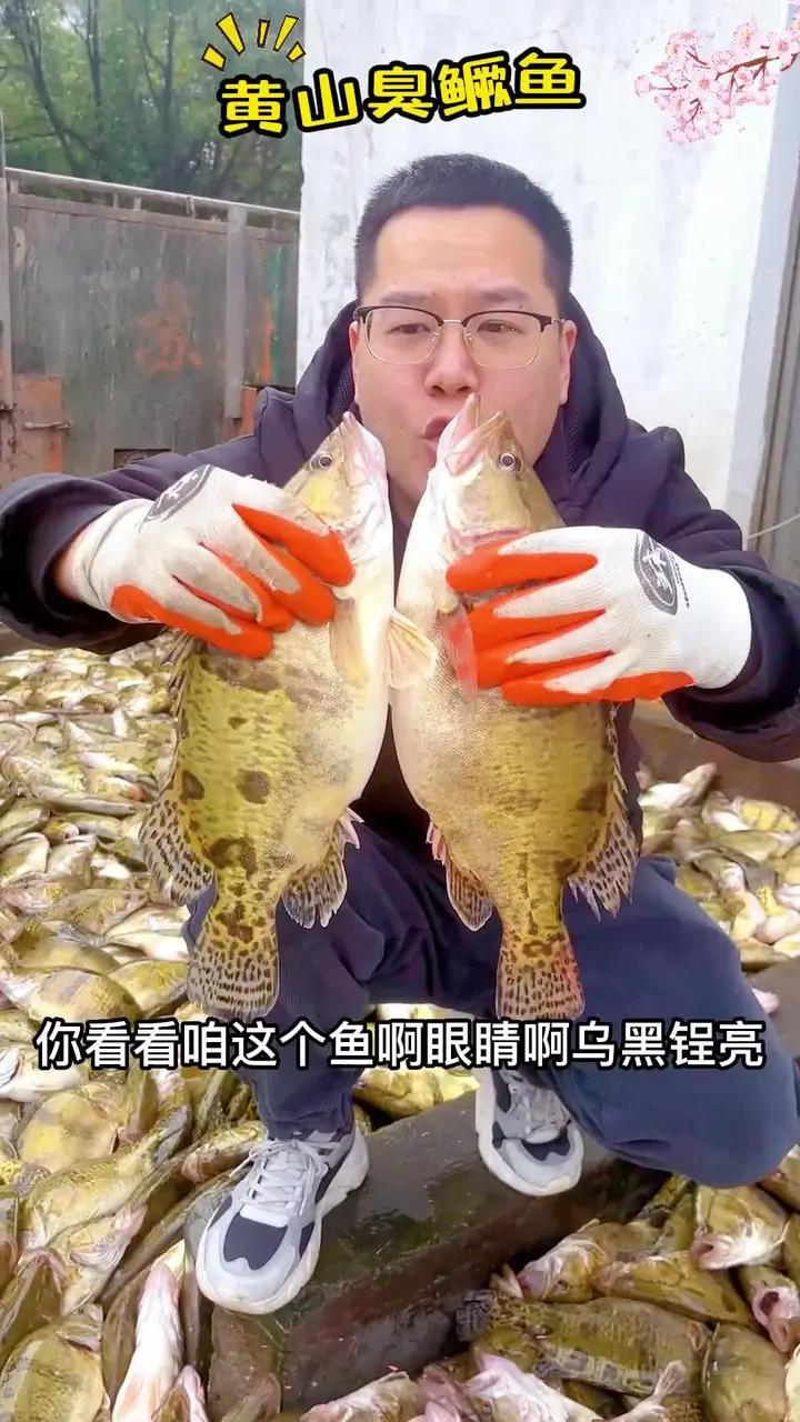 桃花流水鳜鱼肥,什么时候的鳜鱼好吃?就是春天的
