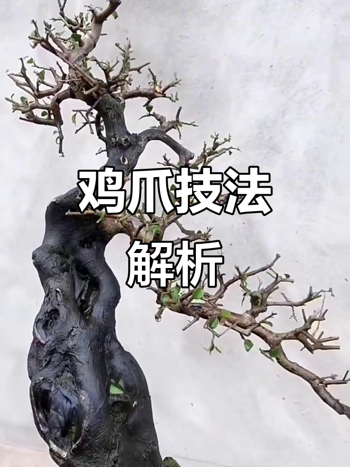 岭南盆景鸡爪技法的制作与收藏技巧