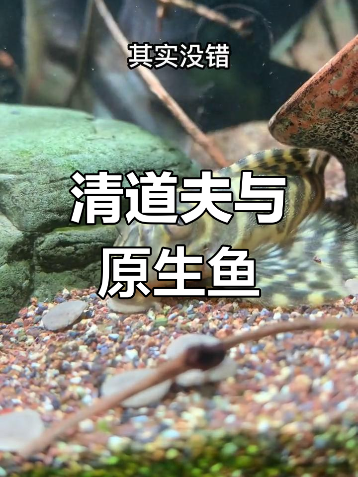 异形鱼种大揭秘:清道夫与虾虎