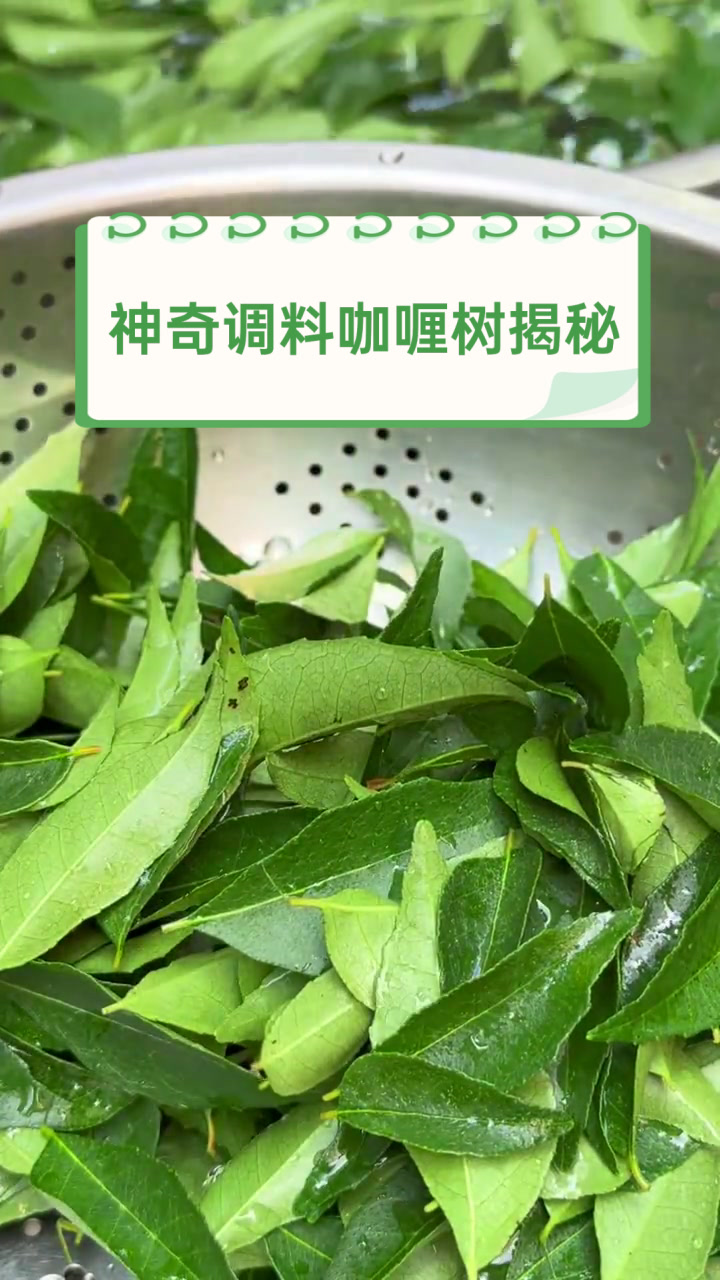 神奇调料咖喱树揭秘