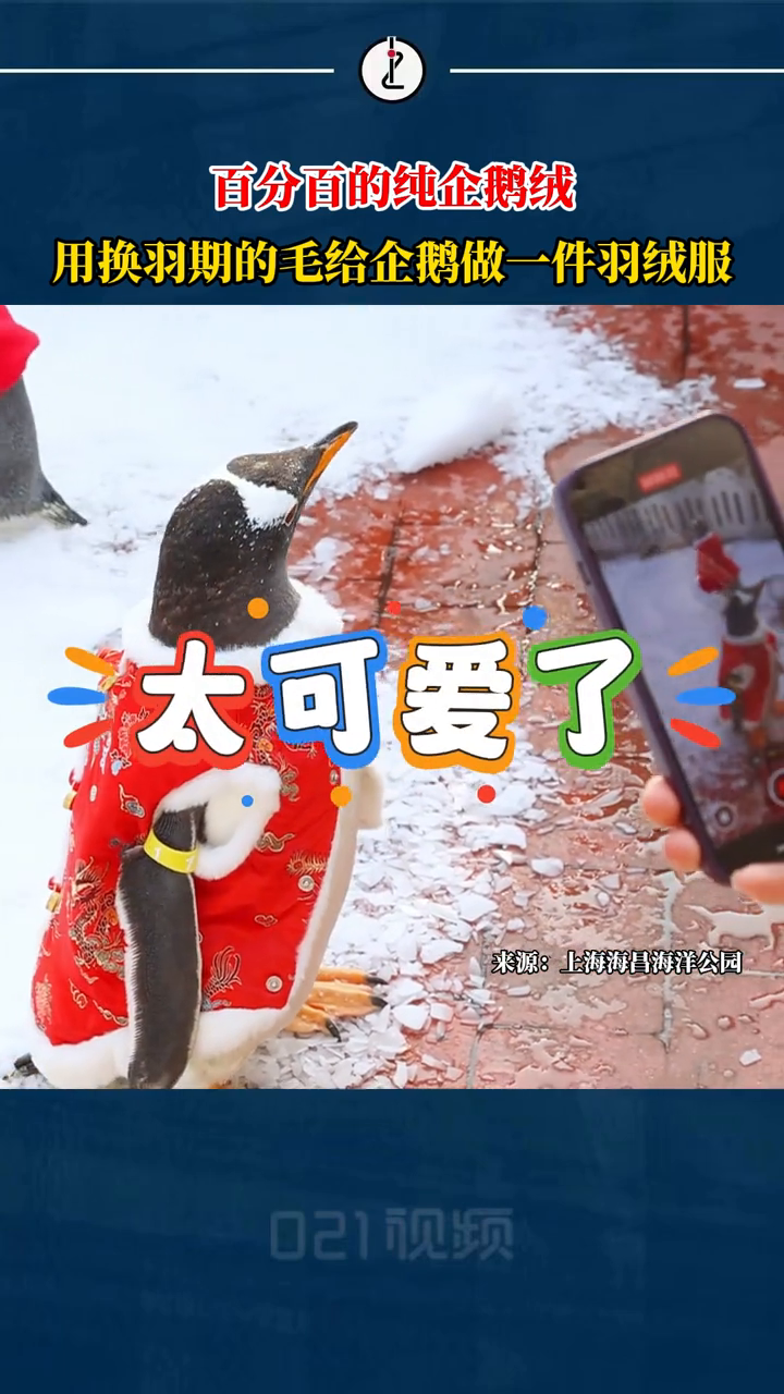 百分百纯“鹅绒”!海洋公园用脱落企鹅毛做羽绒服