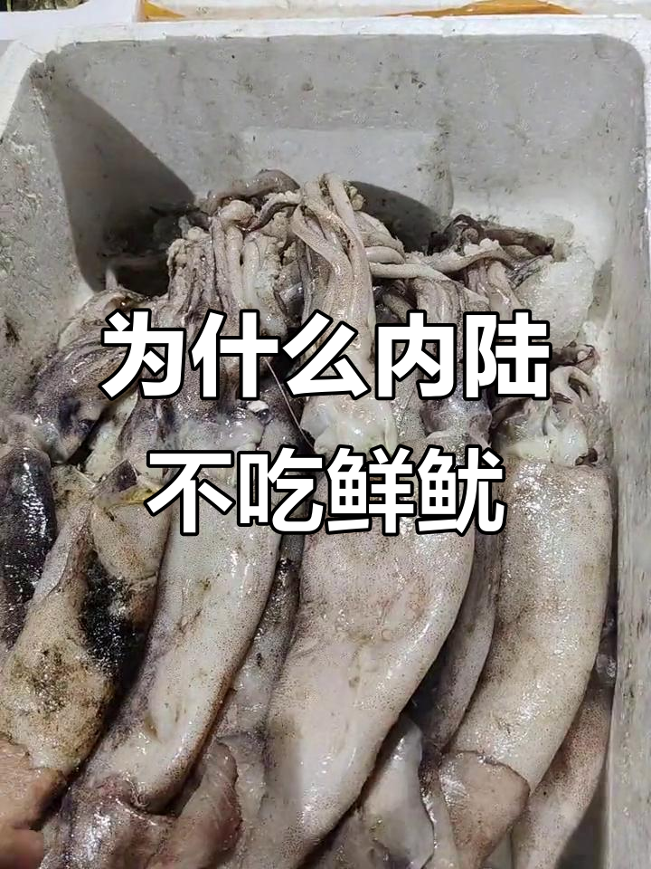 内陆为何难接受鲜鱿鱼?市场打不开的真相大揭秘