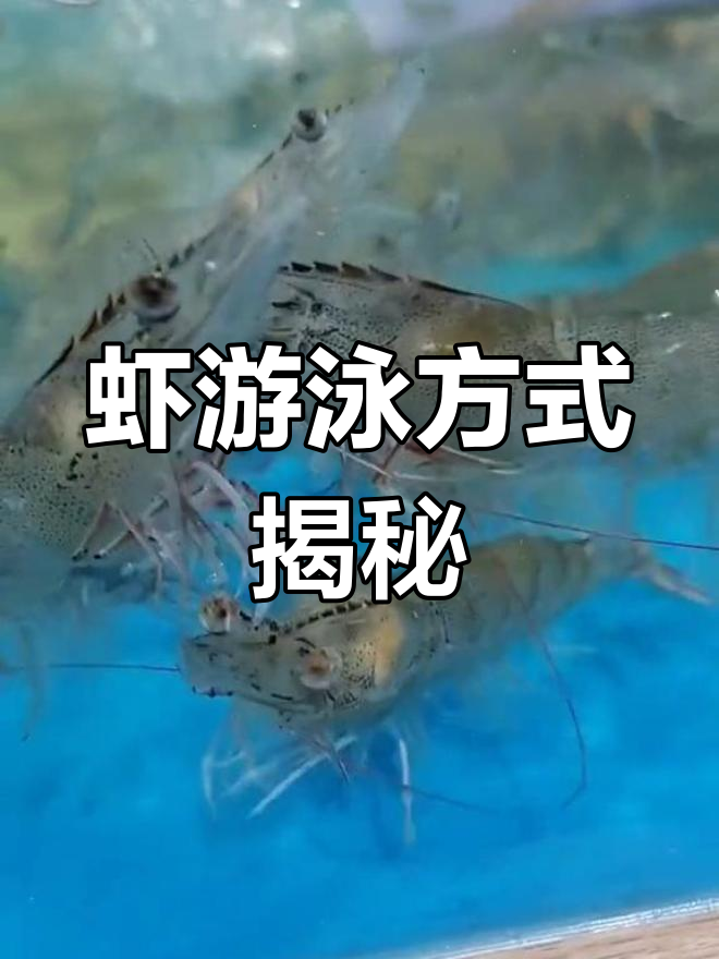 虾在水里竟然是这样游的,真有趣!