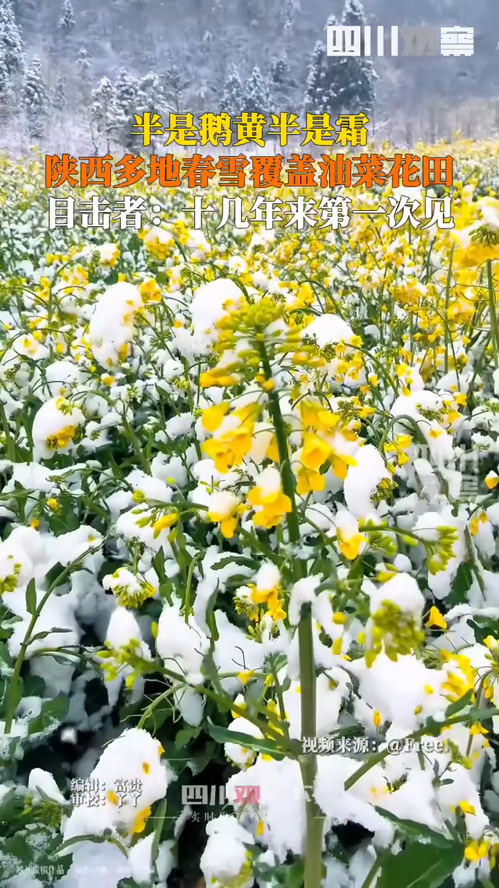 春雪覆盖油菜花田皑皑白雪,灿灿菜花黄白交错凛冽与缤纷交相辉映