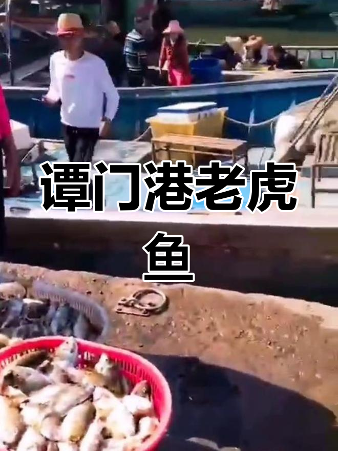 海南潭门港野生老虎鱼,肉质鲜美刺少