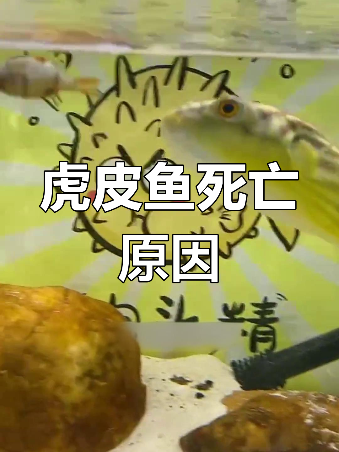 虎皮鱼离奇死亡,水质问题难逃责任
