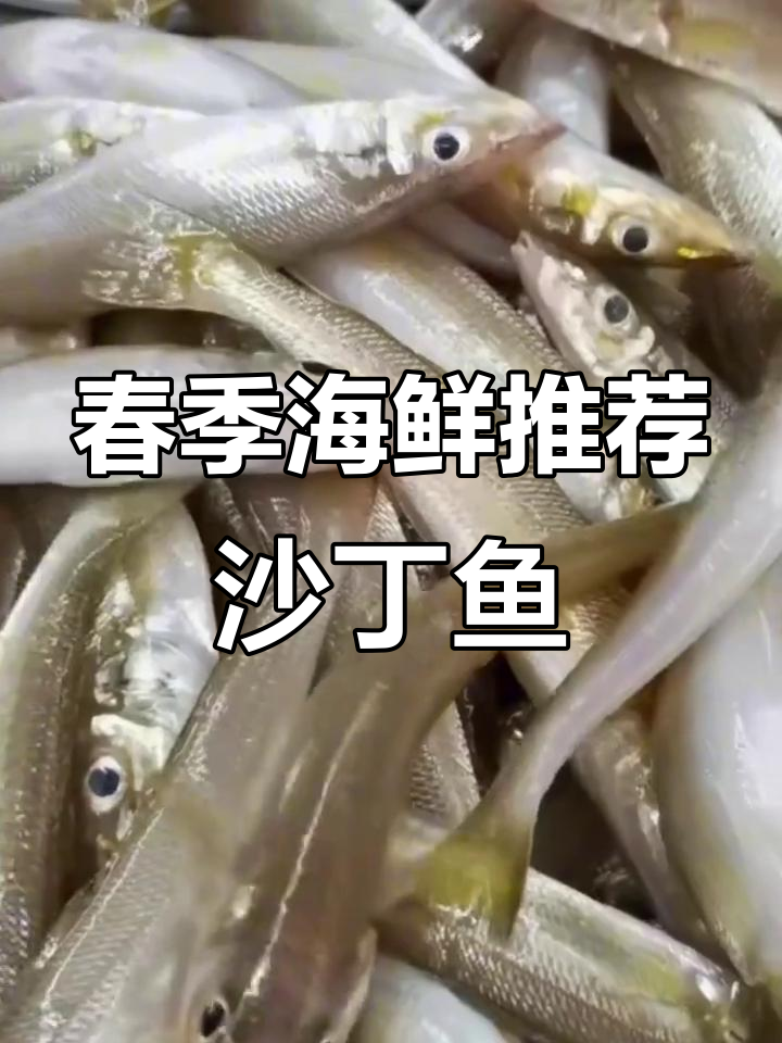 春天必吃!野生沙丁鱼新鲜捕捞,肉质鲜美无刺