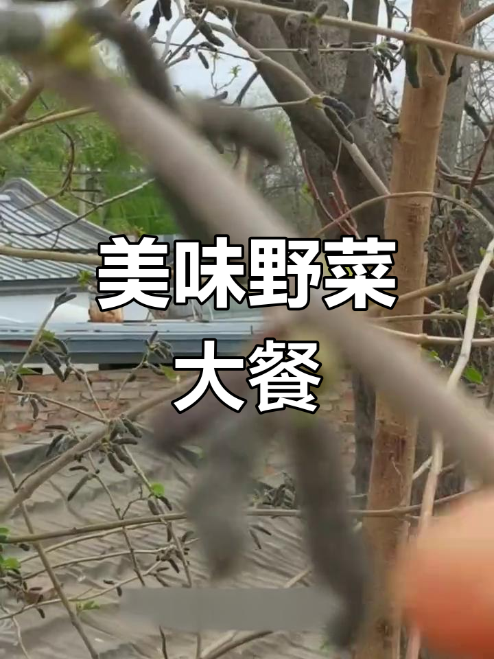 河南野菜香气扑鼻,搭配蒸蛋汤与南瓜,营养满满超满足!