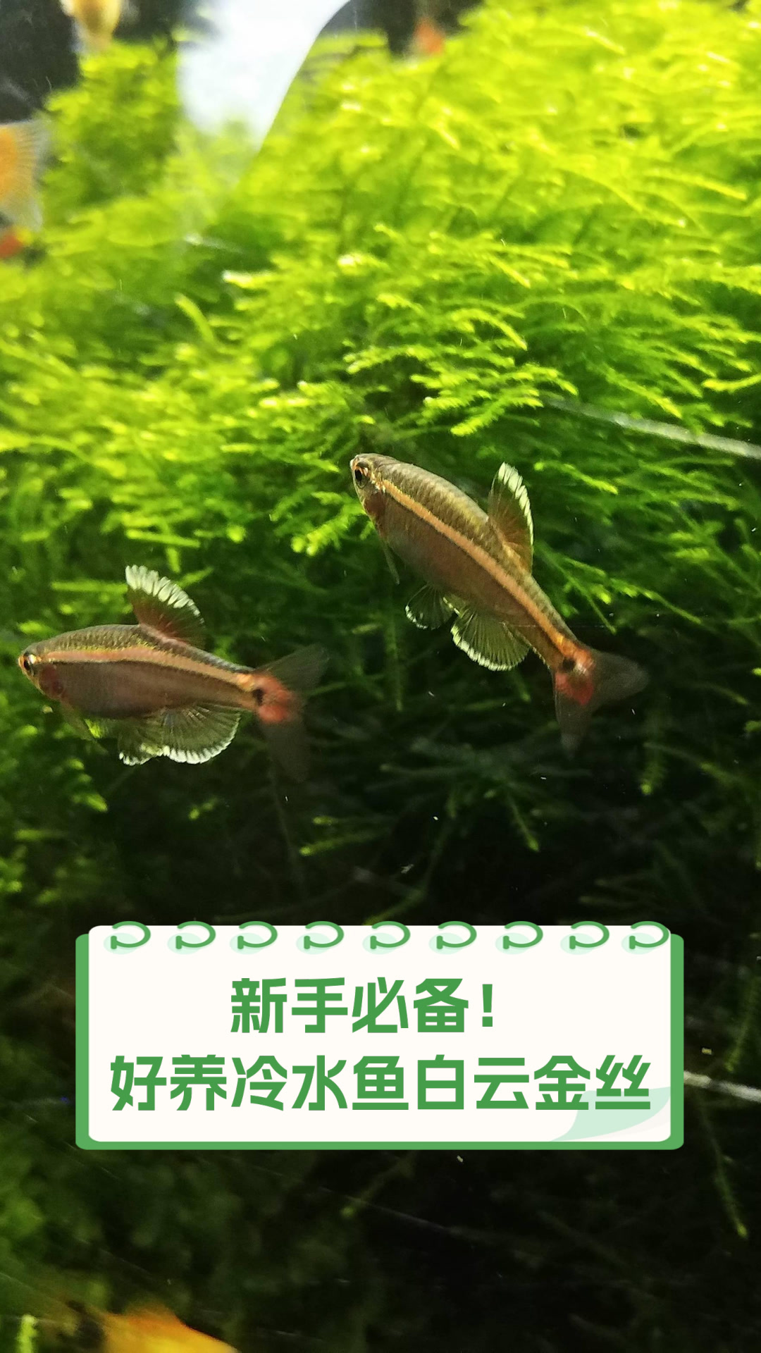 新手必备！好养冷水鱼白云金丝