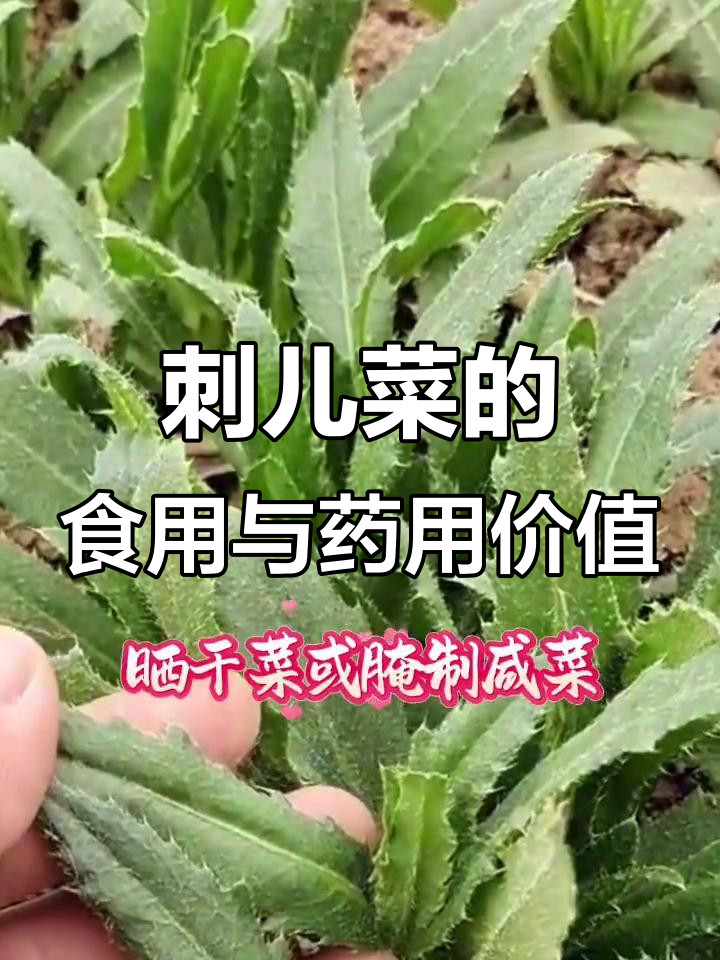 刺儿菜:春季美味野菜,嫩茎叶可做多种美食