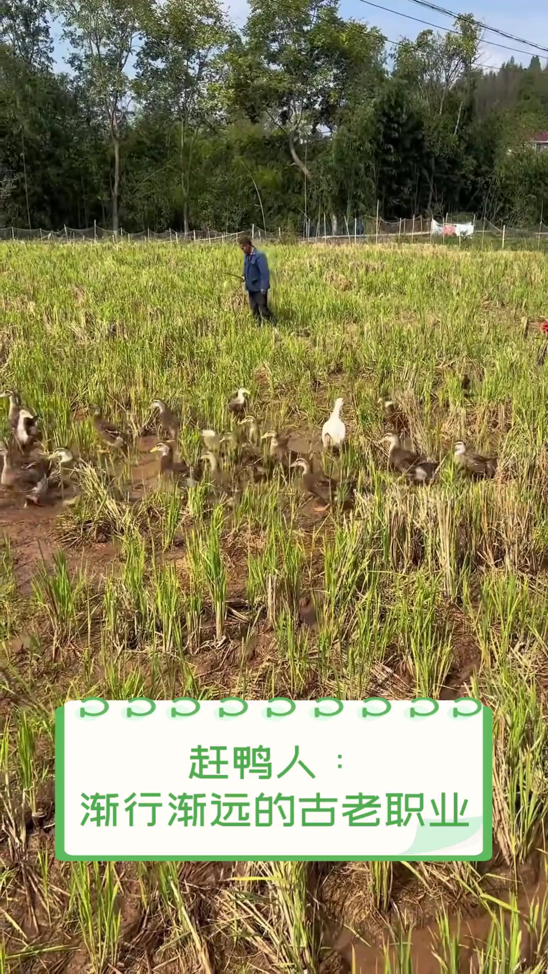 赶鸭人:渐行渐远的古老职业