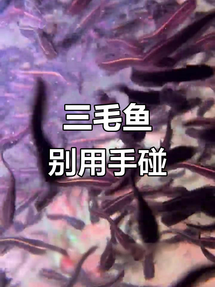 毒鱼排名第三,三毛鱼的独特习性