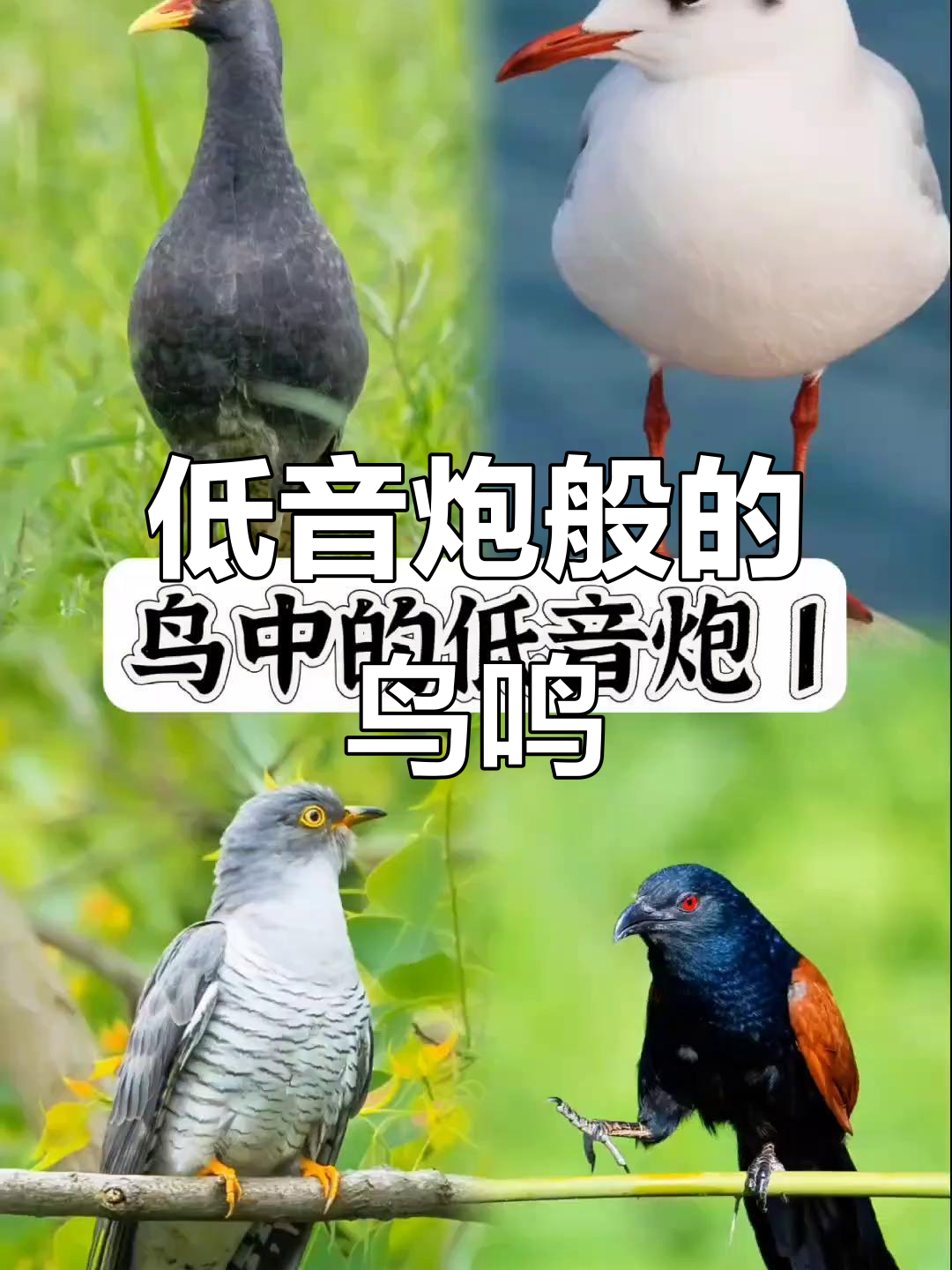 鸟叫声低沉如低音炮,放松心情的神奇声音