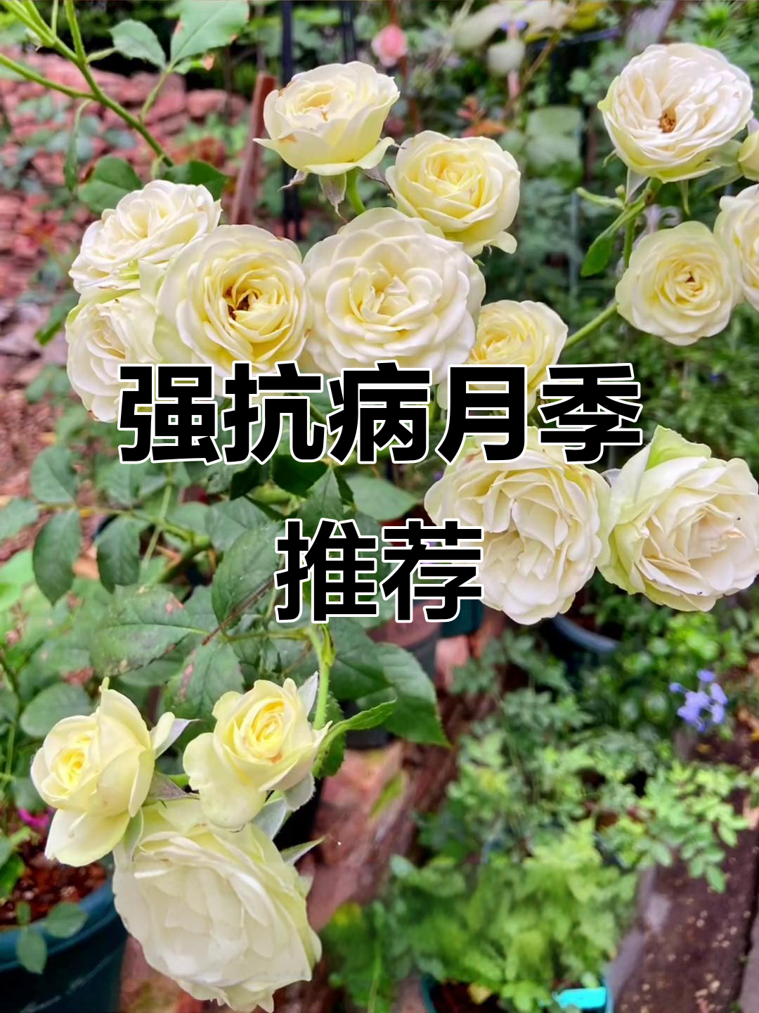 十种抗病性强的月季,你最喜欢哪一款?