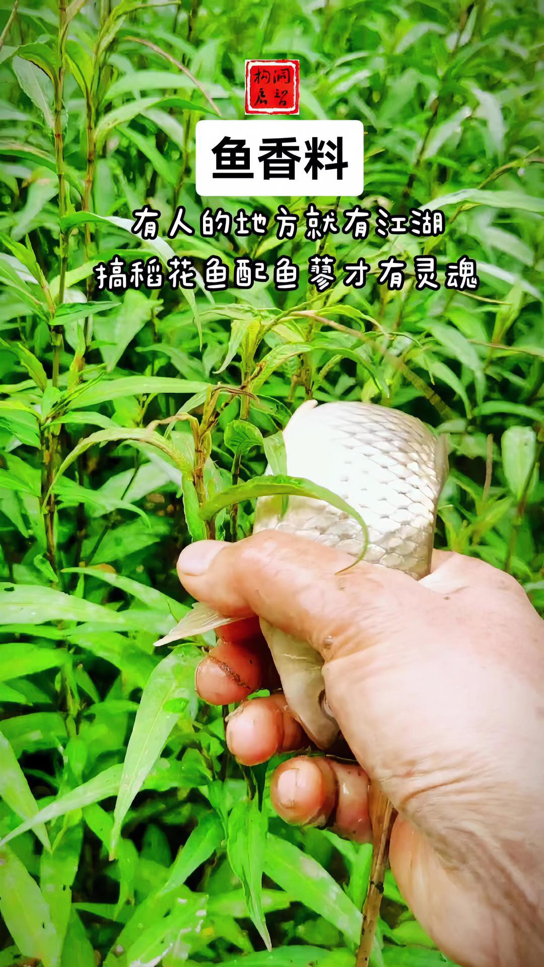 我的乡村生活 乡村守护人 最美原生鱼 三农 重点不是鱼,而是鱼后面长得挺茂盛的鱼香料。我们