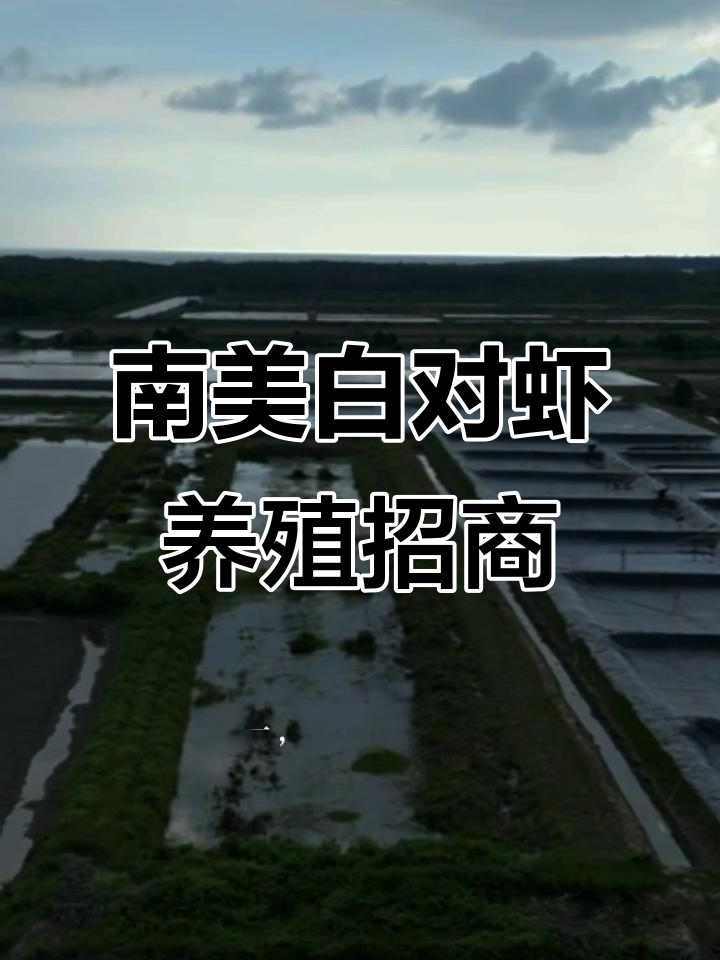 印度尼西亚南美白对虾养殖基地,寻求合作与投资机会