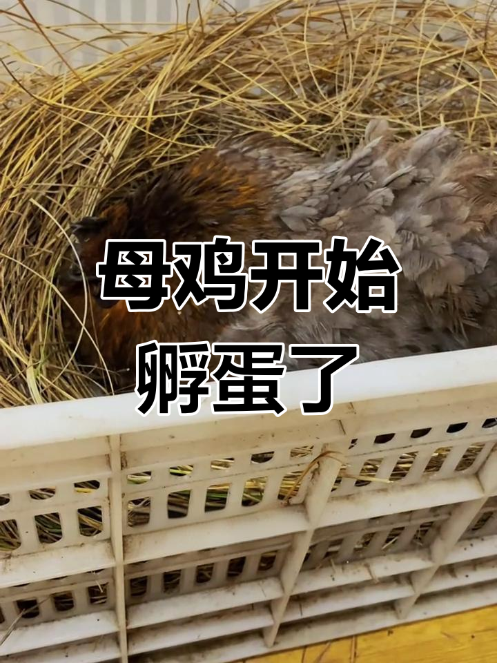 母鸡孵蛋全程记录,20多个蛋终于安静下来