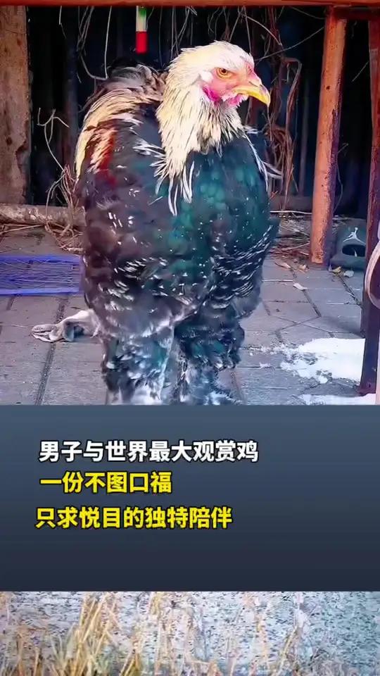 男子与世界最大观赏鸡:一份不图口福,只求悦目的独特陪伴