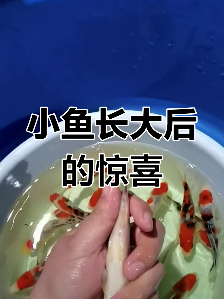 大正三色锦鲤挑选与成长潜力