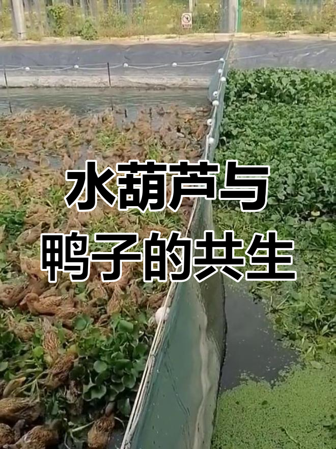 鸭子靠水葫芦生存,既饱腹又净化环境,一举两得!