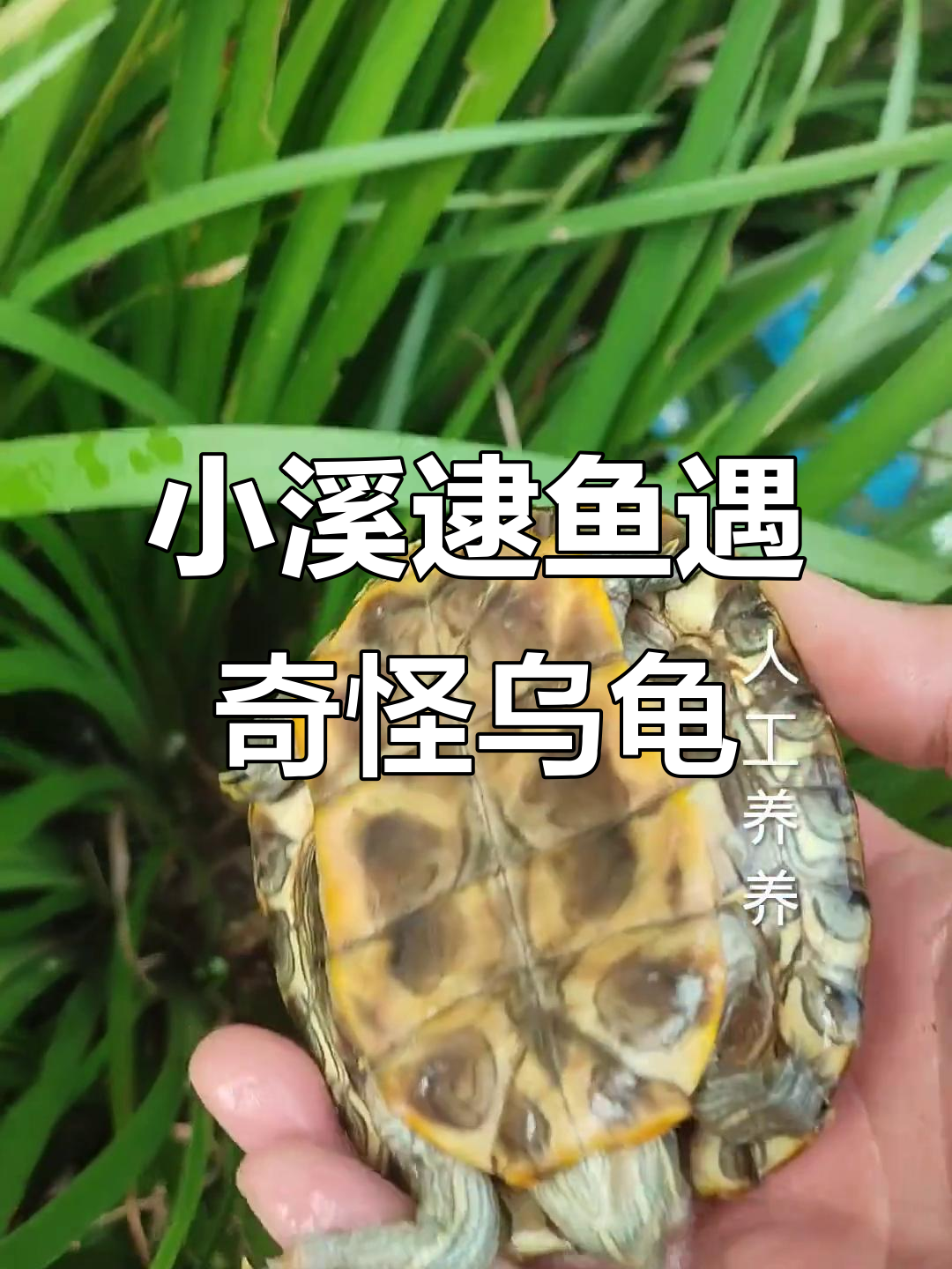 暴雨后小溪抓鱼,意外发现黄色卡通龟和飞快的黄鱼