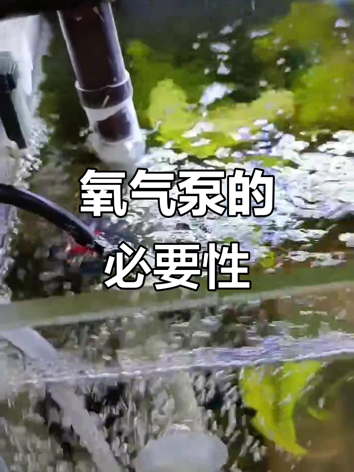鱼缸里多了硝化细菌,氧气泵成了必备品,确保鱼儿不缺氧