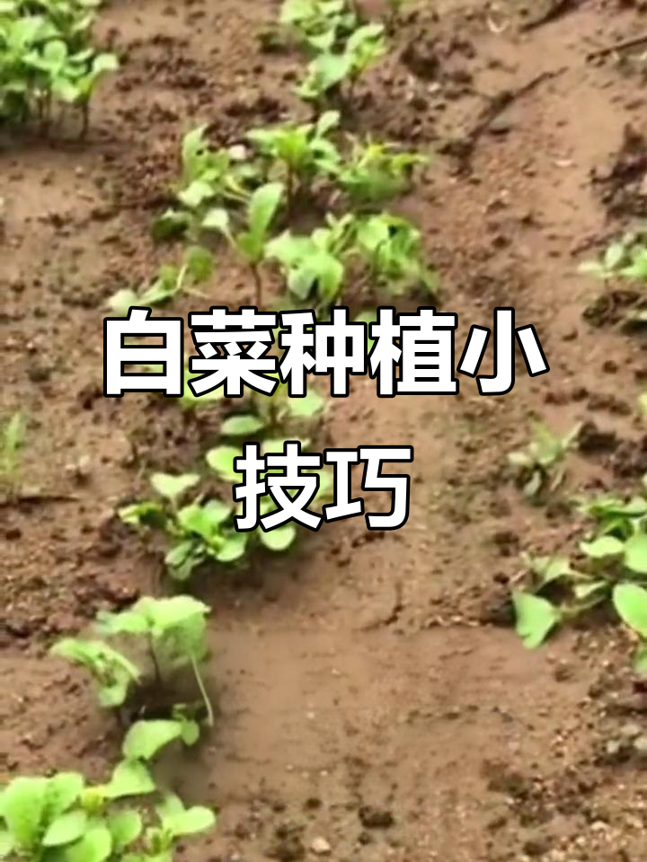 小白菜防虫妙招,环保又高效