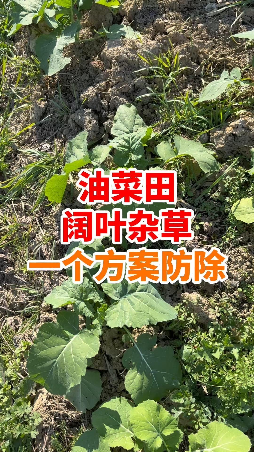 油菜除草冬前抓紧 我的乡村生活 三农 农作物农技110 新农人计划