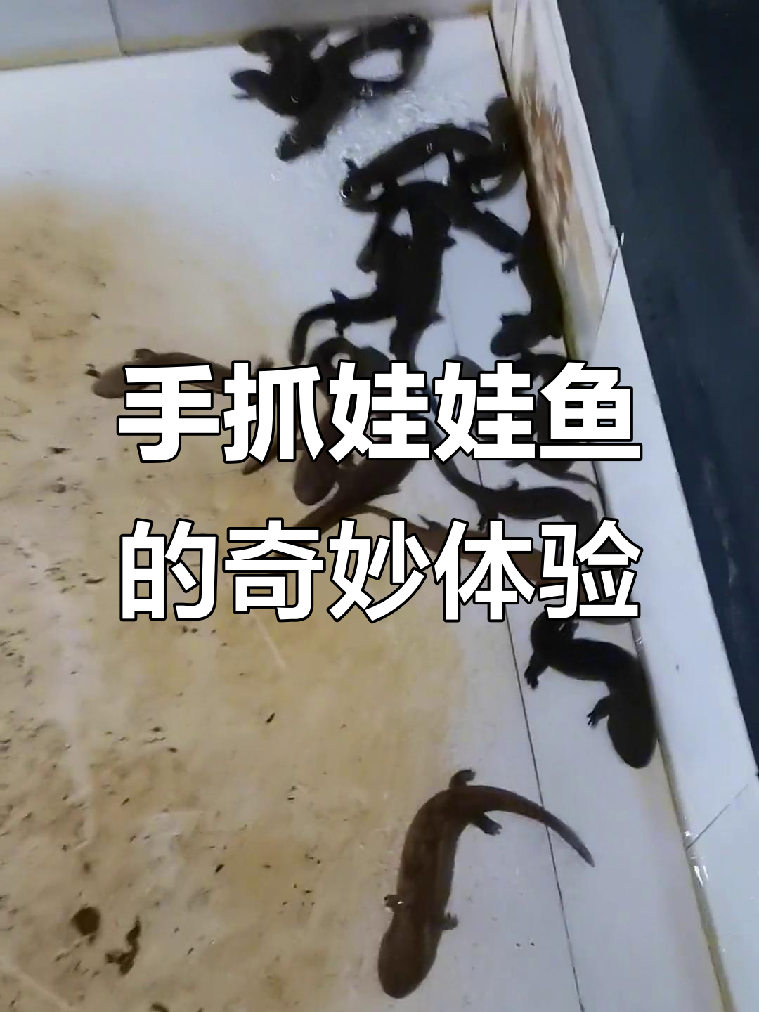 竹山娃娃鱼养殖场探秘,憨态可掬的珍稀动物