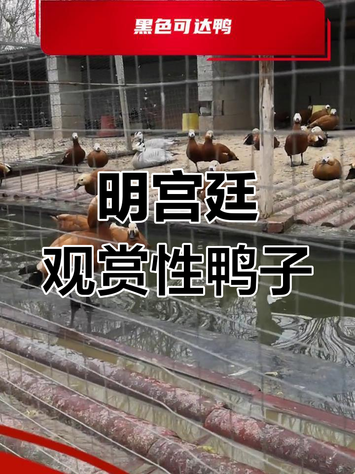 润州凤头白鸭的历史与特征