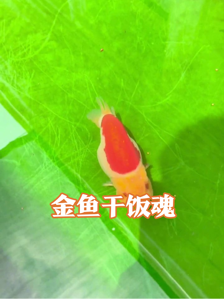 五彩金鱼绿色缸里抢食，圆滚滚游动像会动的汤圆