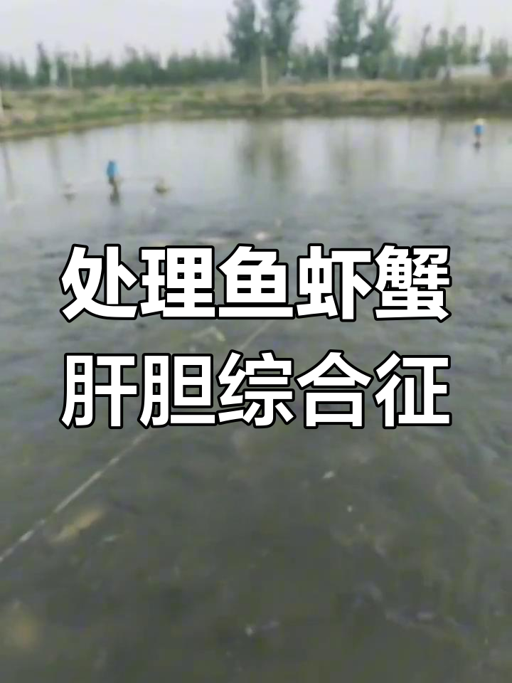 养殖后期肝胆综合症应对方案