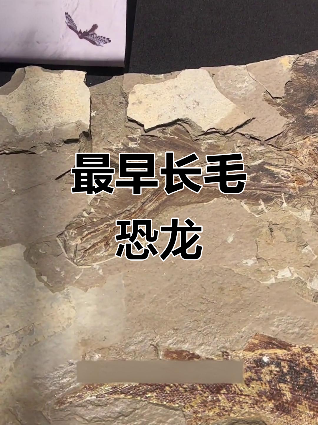 最早有羽毛的恐龙,赫氏近鸟龙揭秘