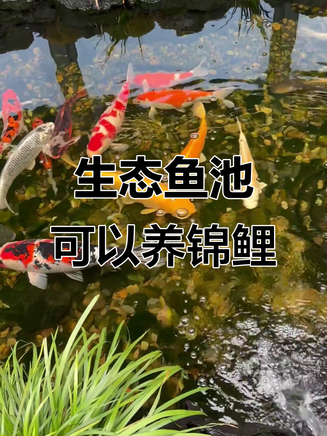生态鱼池能养锦鲤吗?关键看这些条件
