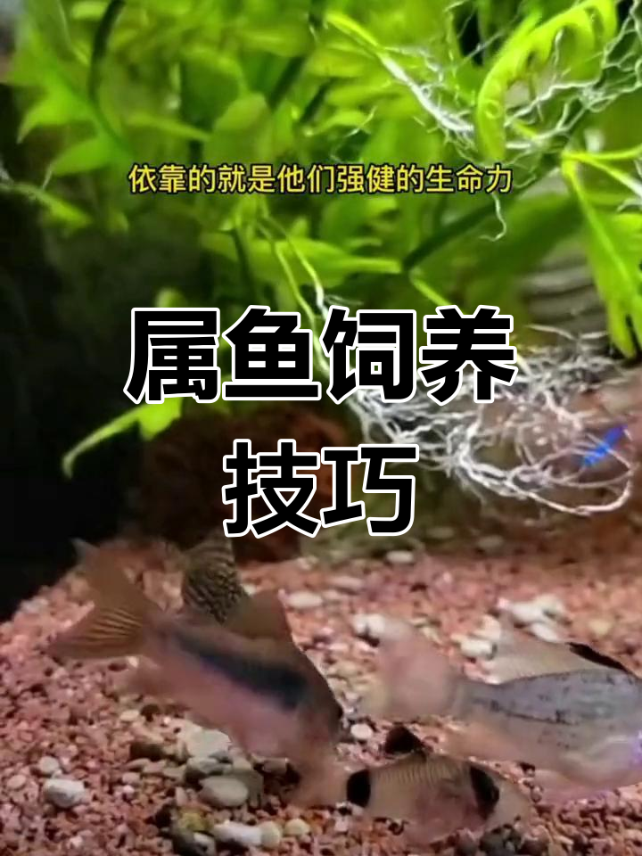小型热带鱼混养指南:属鱼的独特魅力