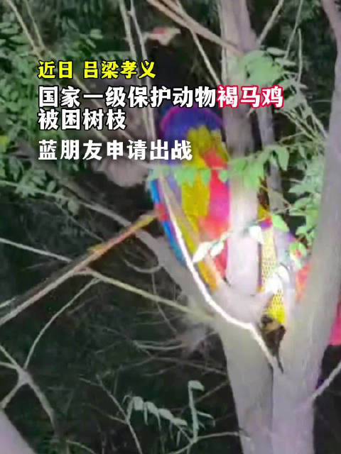 「消防深夜擒大鸟发现竟是鸟界熊猫」近日,山西吕梁,一小区门口大树上有只大鸟被困,吕梁消防 