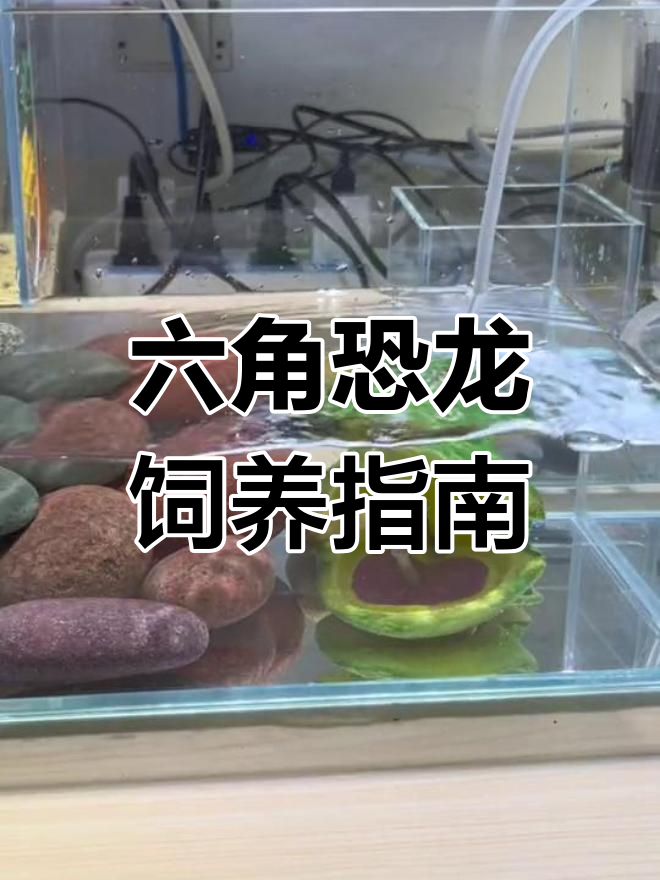 宿舍里的六角恐龙鱼