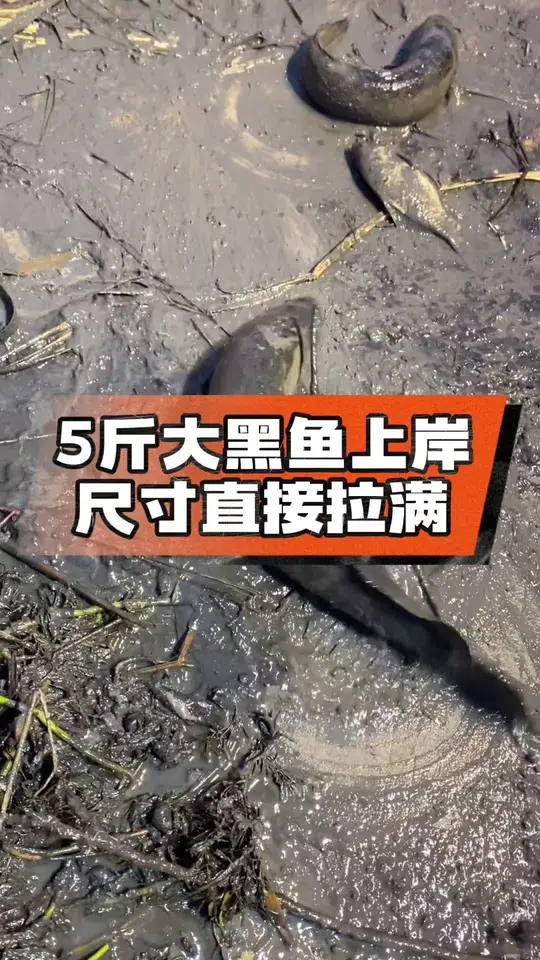 户外捞鱼解压！5斤大黑鱼上岸尺寸直接拉满