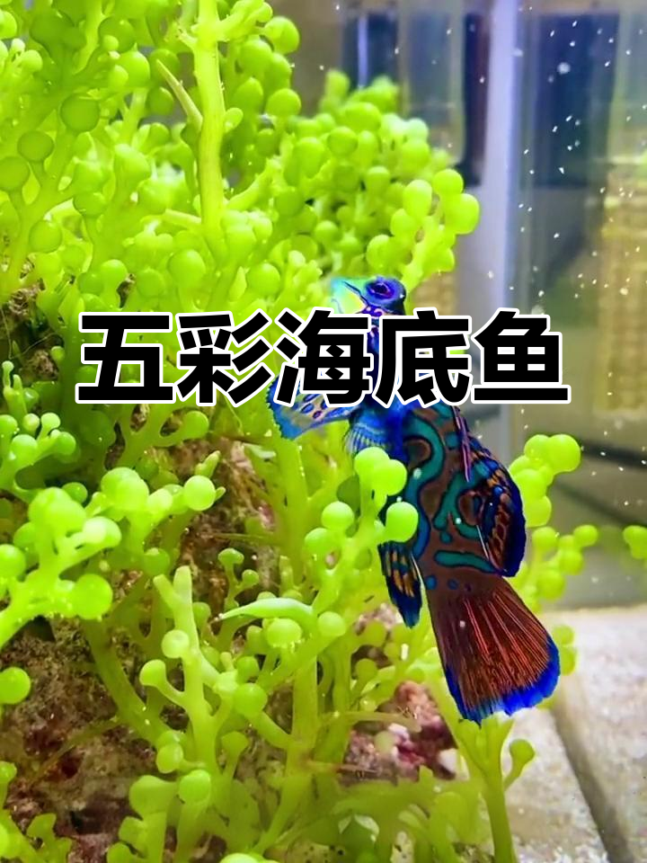 近海五彩青蛙的奇妙生活