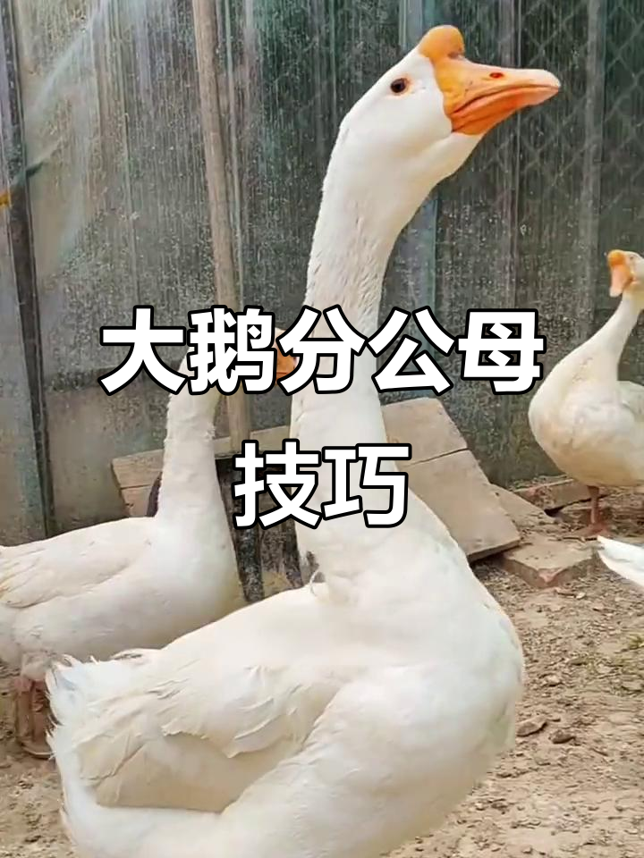 如何分辨大鹅公母?看这些特征轻松辨别